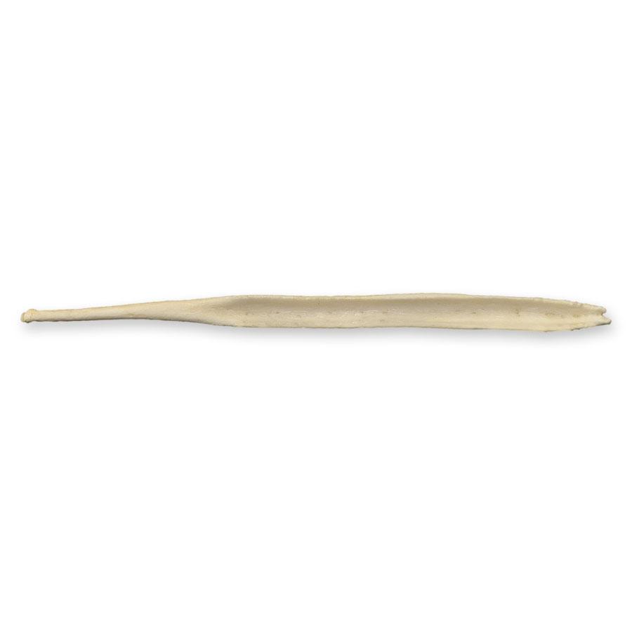 Authentic Gray Wolf Baculum - Genuine Natural Wolf Penis Bone for Collectors, Taxidermy & Spiritual Rituals | Perfect for Oddity Collections, Witchcraft & Unique Gifts