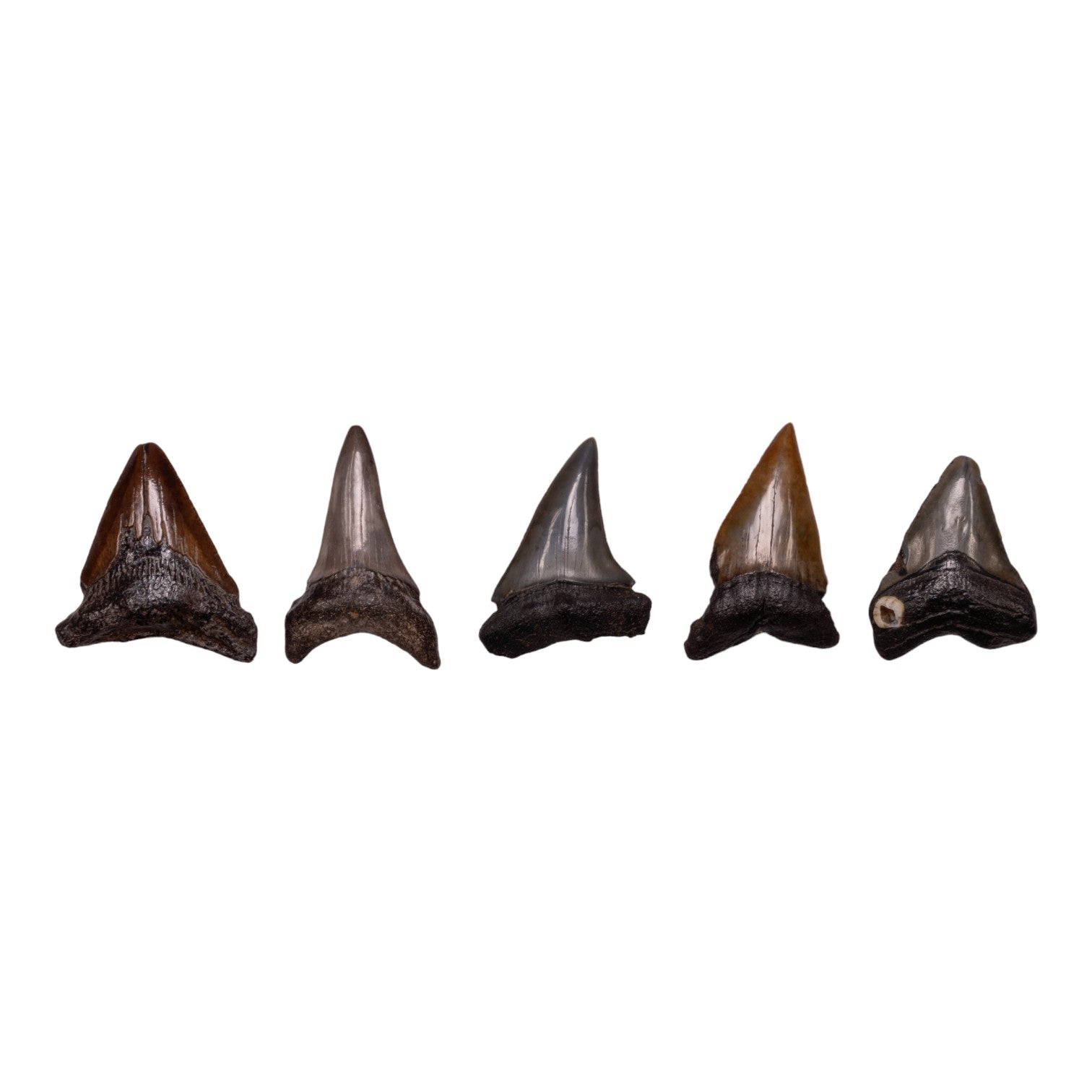 Authentic Megalodon Shark Tooth Fossil - Extra Small Size for Collectors & Jewelry Making | Perfect for Display, Gifts & Paleontology Enthusiasts