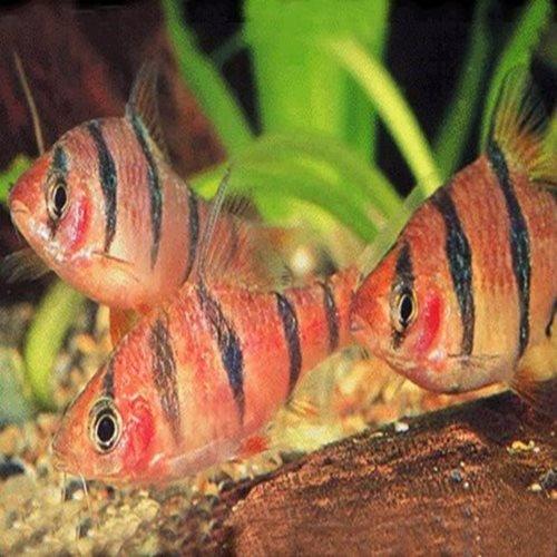 Six Banded Barb Fish - Live Freshwater Aquarium Fish for Tropical Tanks - Perfect for Community Aquariums and Planted Tanks