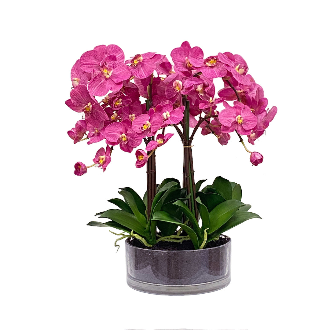 Fuchsia Phalaenopsis Orchid - Live Blooming Flowering Plant for Home & Office Decor - Perfect for Gifts, Weddings, and Special Occasions