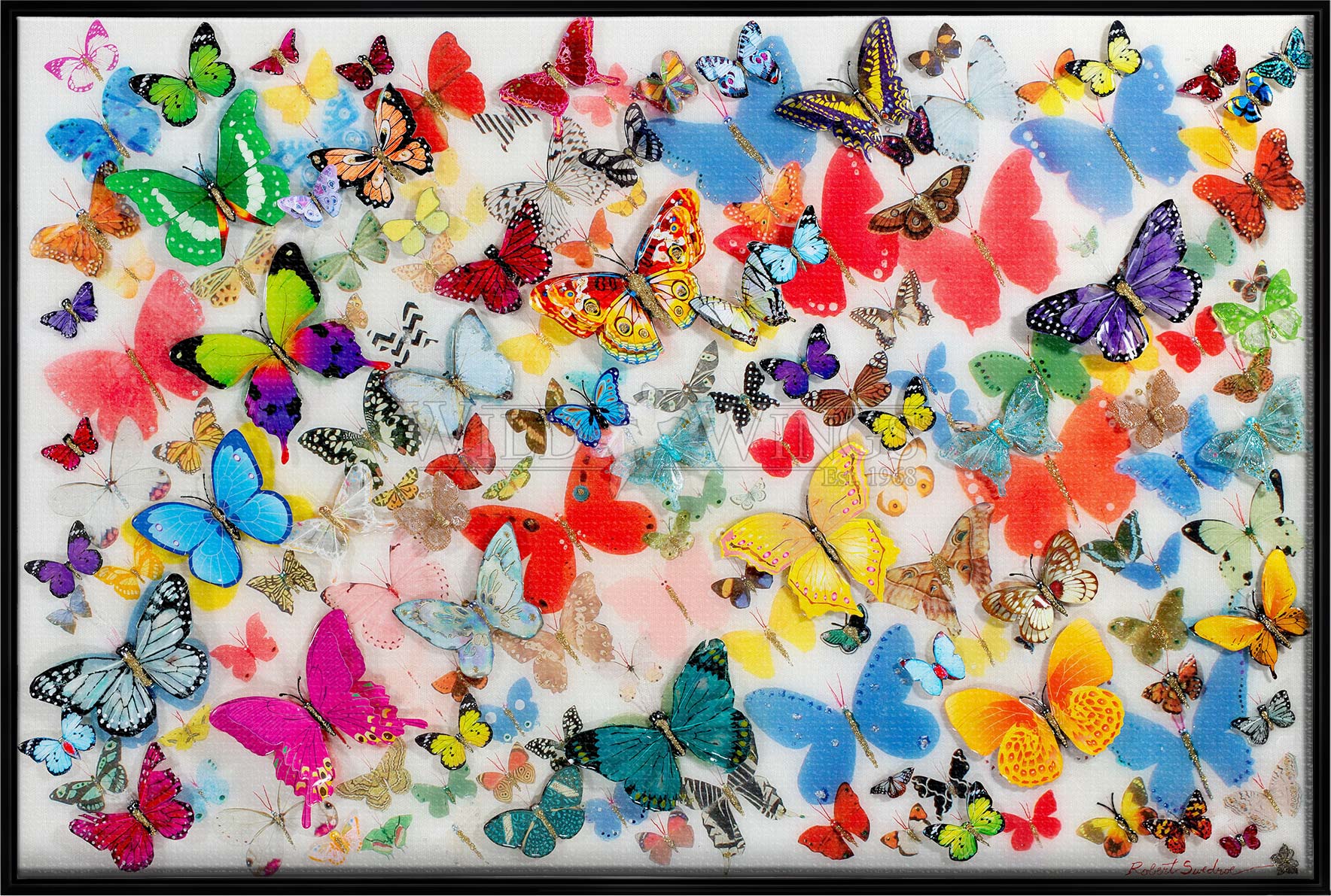 Butterflies of the World - Limited Edition Canvas Wall Art | Beautiful Butterfly Species Collection for Home & Office Decor