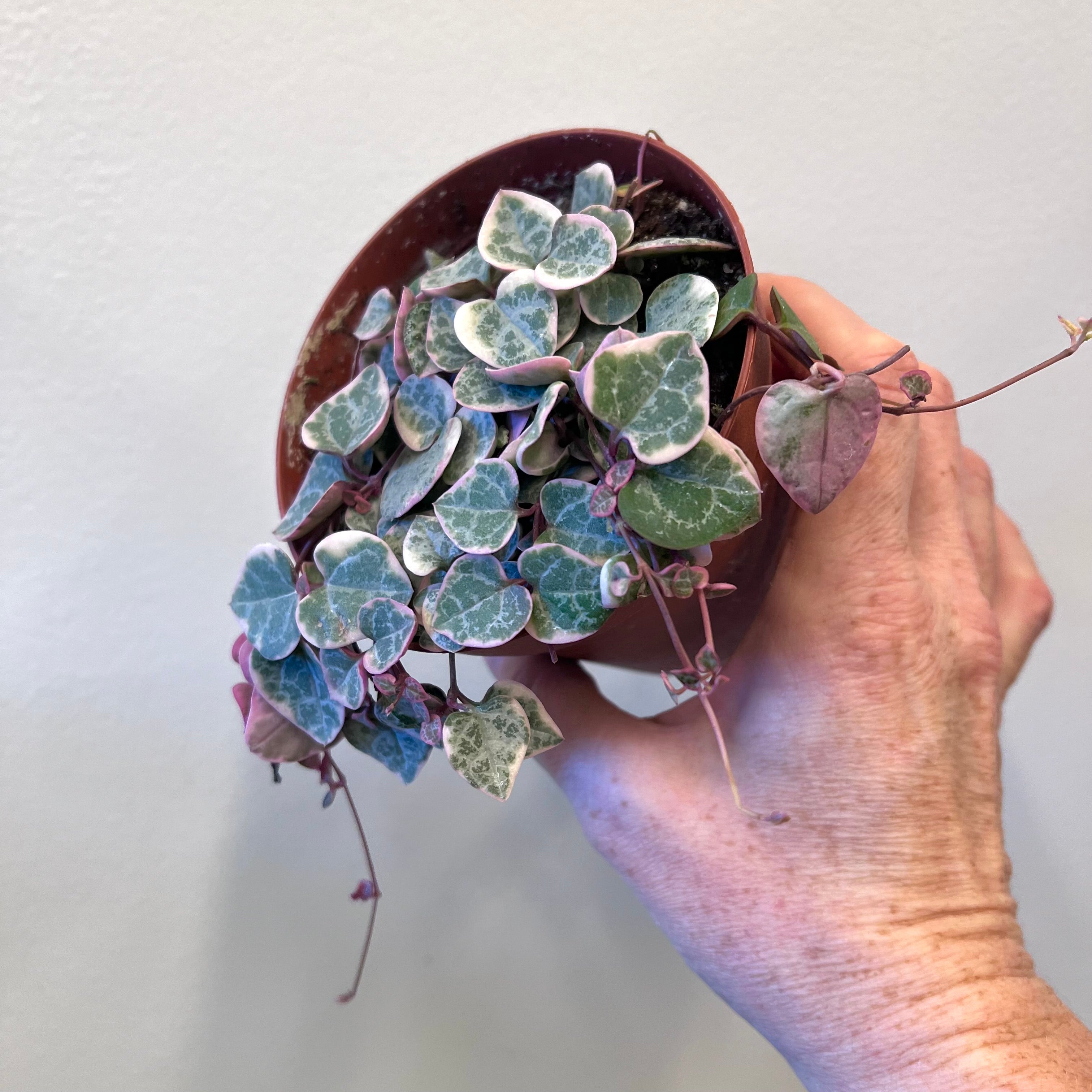 String of Hearts Plant - Live Ceropegia Woodii for Hanging Baskets & Home Decor | Perfect for Indoor Gardens, Office Spaces & Gift Giving