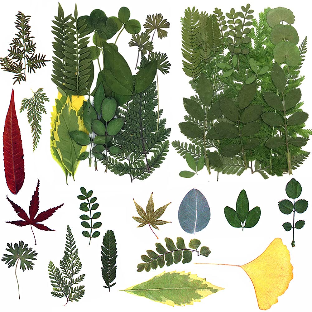 57 Pieces Real Dried Greenery Pressed Leaves for Resin Art, DIY Crafts, Soap & Candle Making - Natural Botanical Herbarium for Home Decor, Scrapbooking & Wedding Embellishments