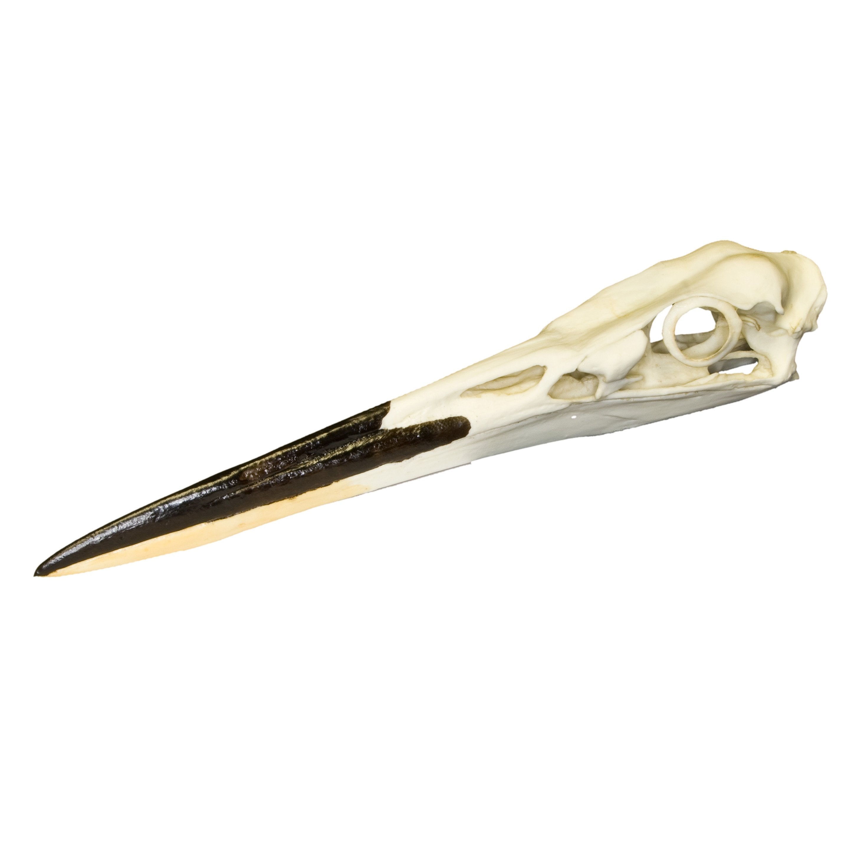Authentic Replica Great Blue Heron Skull - Lifelike Bird Skull Decoration for Home, Office & Halloween Decor | Perfect for Gothic, Nature & Taxidermy Enthusiasts