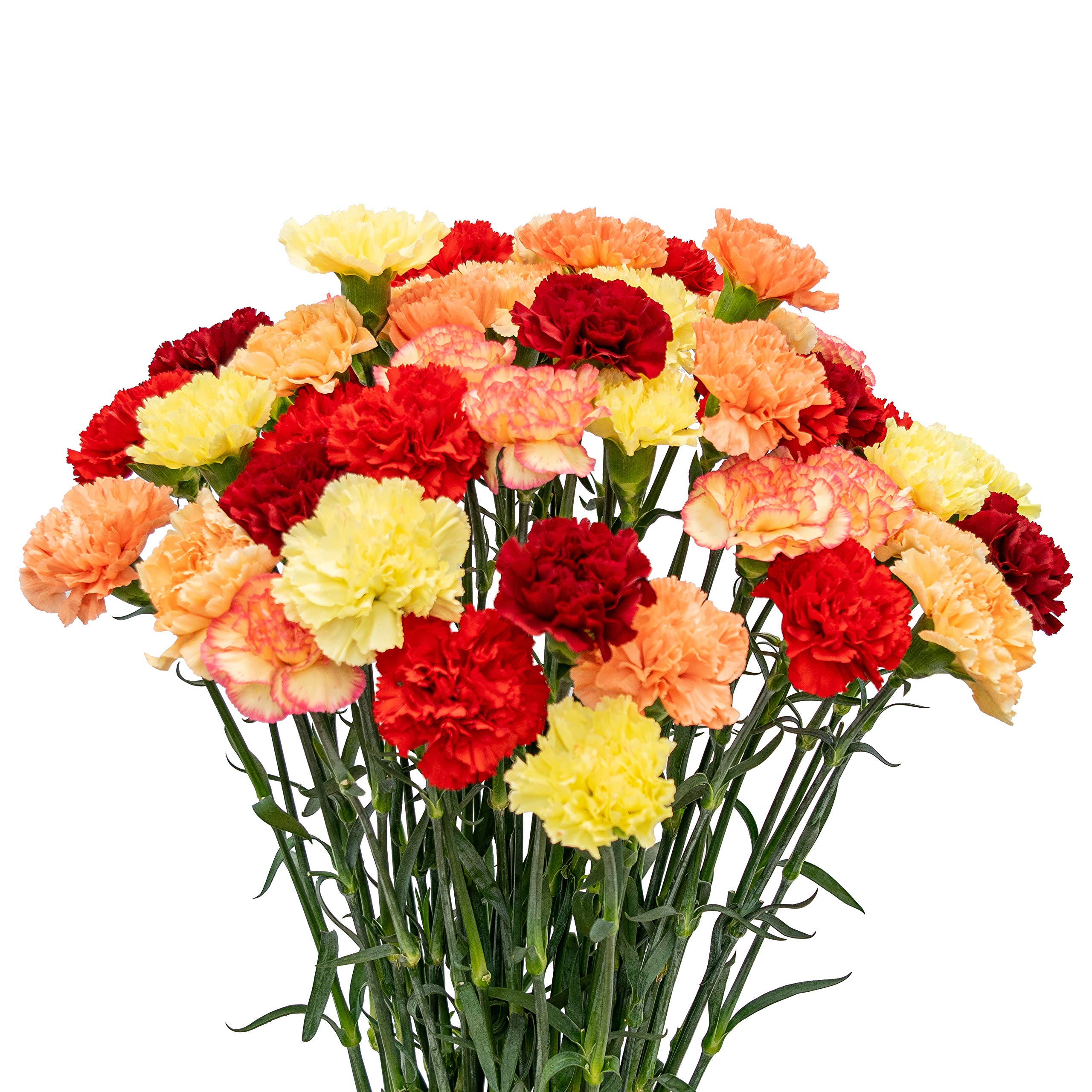 FlowerPrime 400 Fresh Cut Carnations - Fall/Autumn Flowers for Thanksgiving & Holiday Decorations - Natural Long-Lasting Blooms for Centerpieces, Weddings & Home Decor