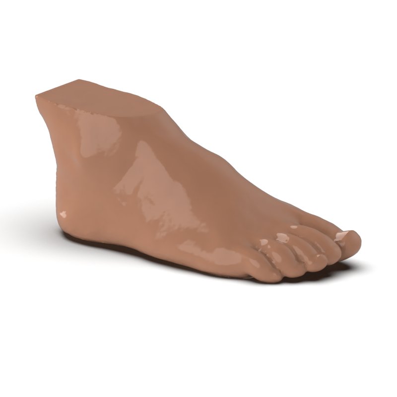 Foot Phantom Metatarsal Fractures Model - Realistic CT Scan & X-Ray Training Tool for Medical Students & Radiologists - Perfect for Anatomy Study & Diagnostic Practice