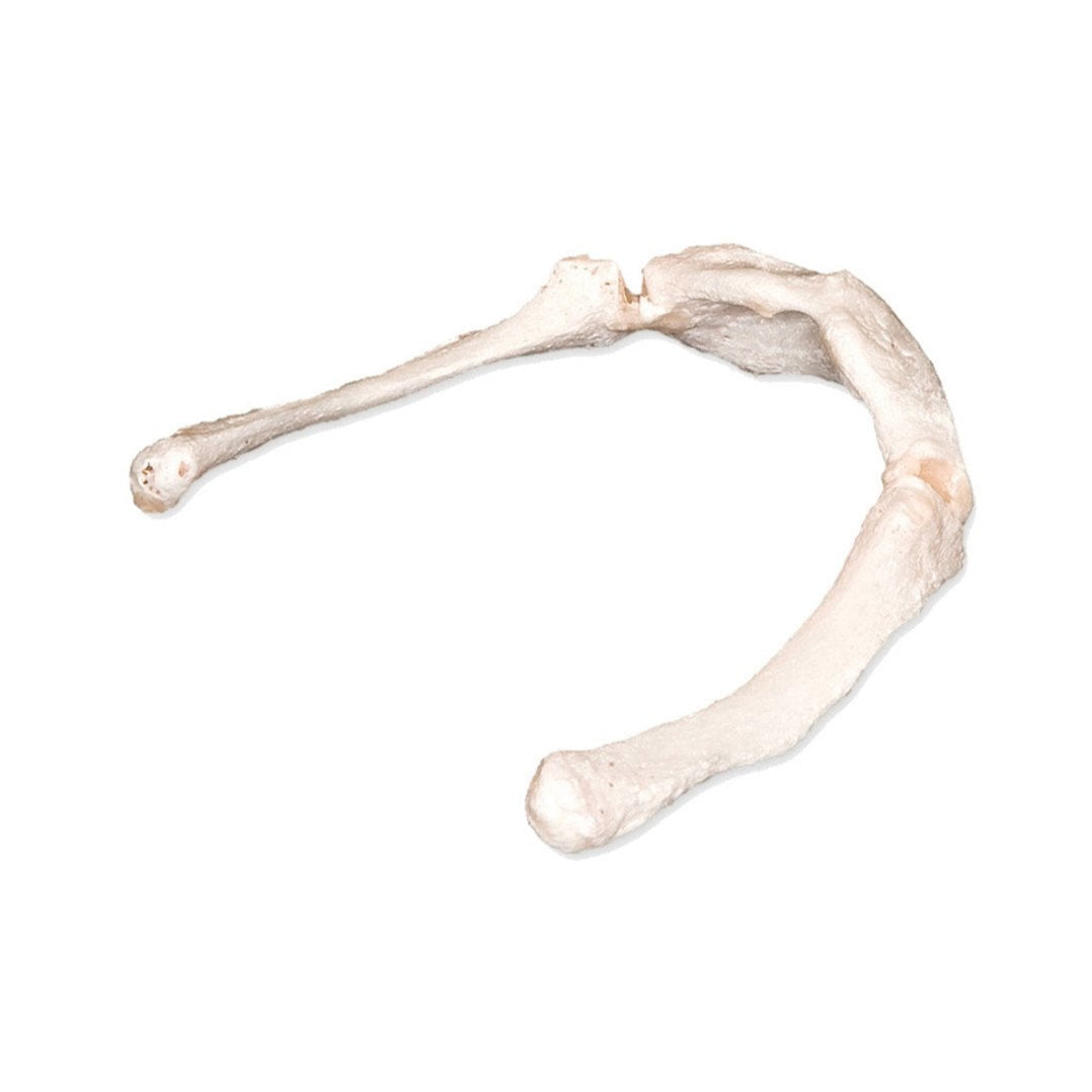 Real Human Hyoid Bone - Authentic Medical Specimen for Anatomy Study, Research & Education - Perfect for Medical Students, Doctors & Science Enthusiasts