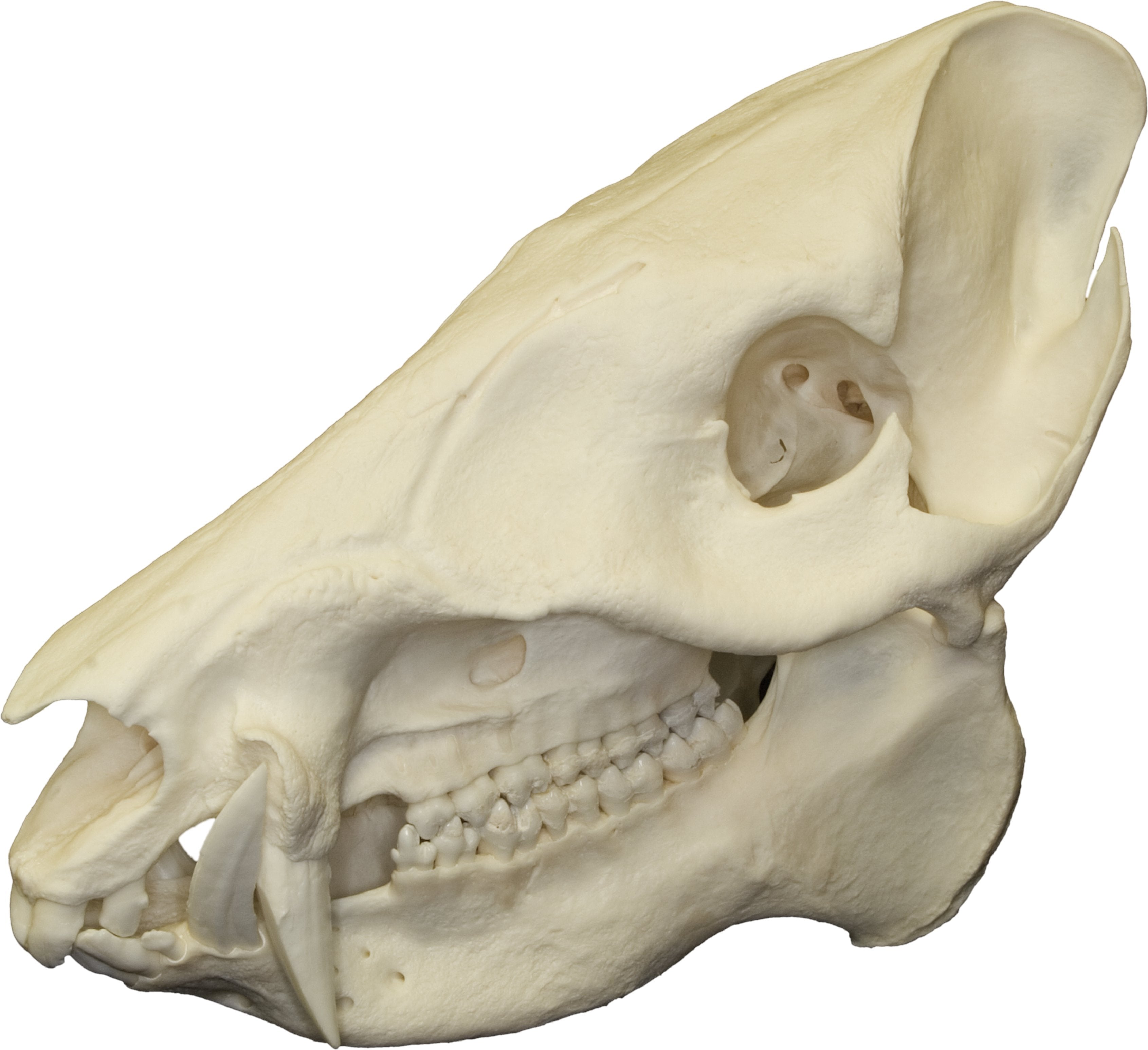 Authentic Peccary Skull - Real Animal Skull Specimen for Taxidermy, Oddities Collection, and Gothic Decor | Perfect for Halloween, Home Decor, and Educational Displays