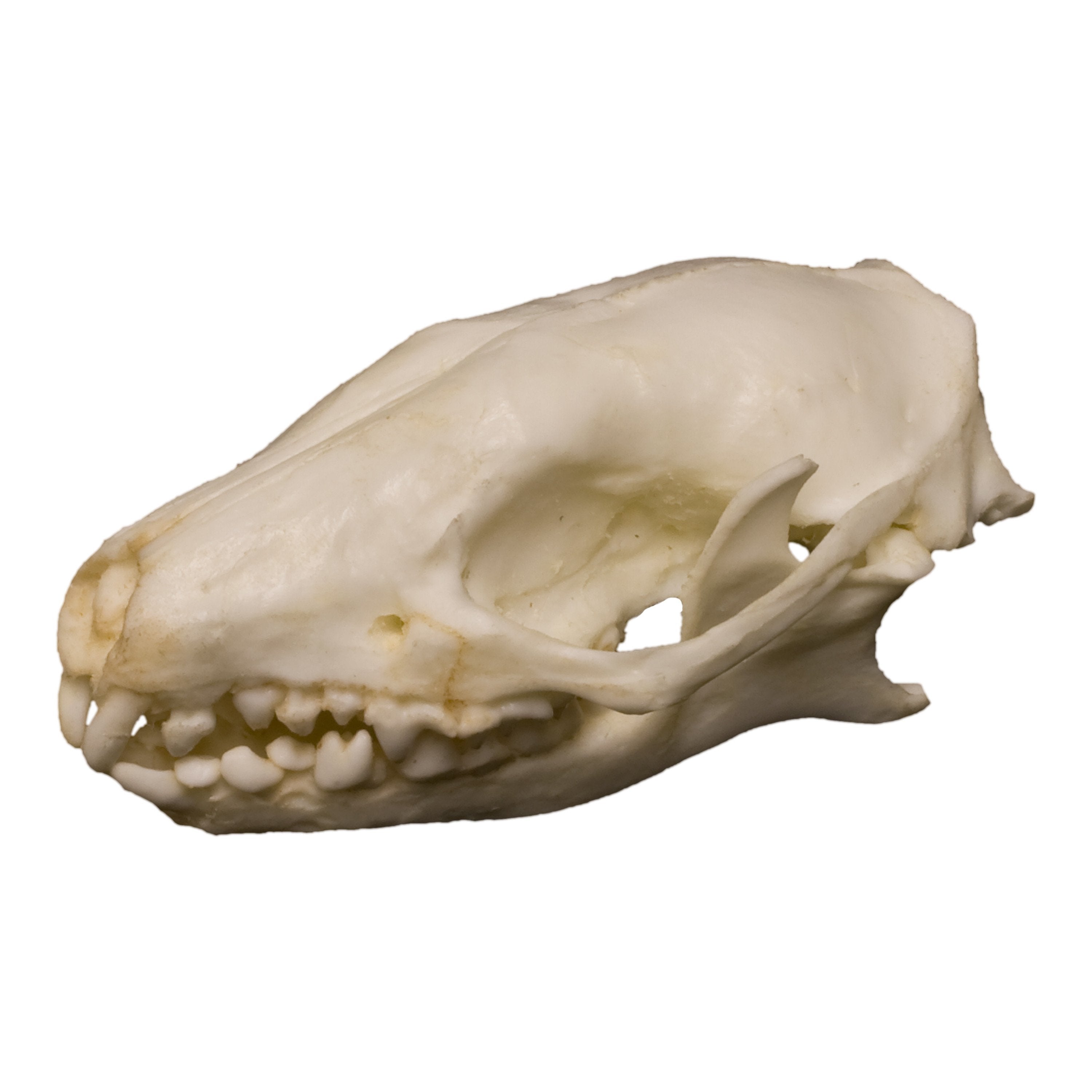 Authentic Replica Hedgehog Skull - High-Quality Animal Skull Model for Science Education, Home Decor & Gothic Collections | Perfect for Biology Classrooms, Halloween Decor & Oddity Displays