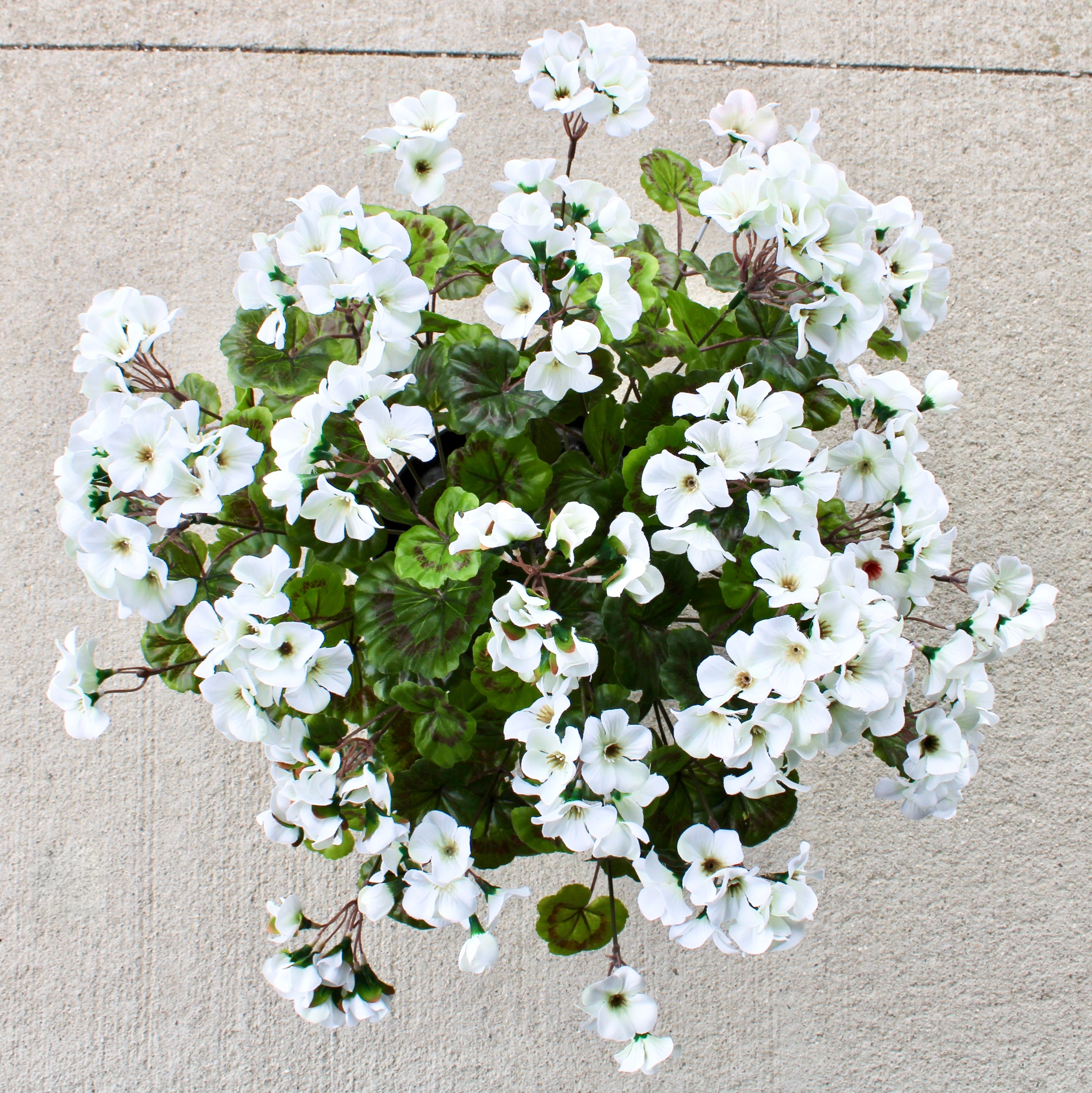 White Geranium Drop-In Essential Oil - Perfect for Aromatherapy, Relaxation & Home Fragrance