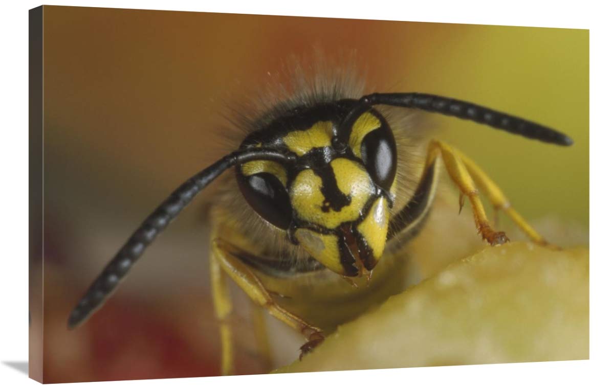 24 x 36 Inch Yellowjacket Wasp Feeding on Fruit Art Print - Konrad Wothe Photography - German Nature Wall Decor for Living Room, Office & Classroom