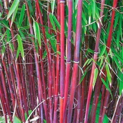 25 Red Bamboo Seeds - Fast Growing Privacy Hedge Plants for Garden, Patio & Backyard Screening | Exotic Ornamental Fence Solution for Shade & Natural Barriers