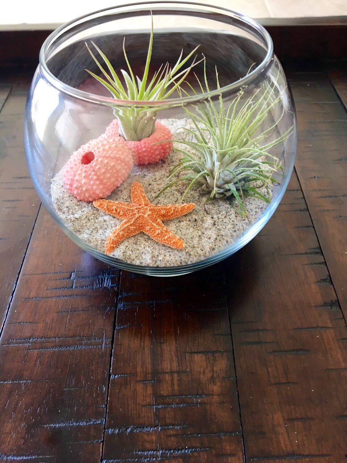 Beach Themed Air Plant Terrarium Kit - Unique Hanging Glass Globe for Home & Office Decor, Perfect Gift for Plant Lovers