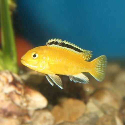 Yellow Lab Cichlid (Labidochromis caeruleus) - Bright Yellow Freshwater Aquarium Fish for African Cichlid Tanks & Aquascaping