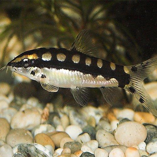 Dwarf Chain Loach (Ambastaia sidthimunki) - Freshwater Aquarium Fish for Planted Tanks & Community Aquariums | Perfect for Algae Control & Bottom-Dwelling Fish Tanks