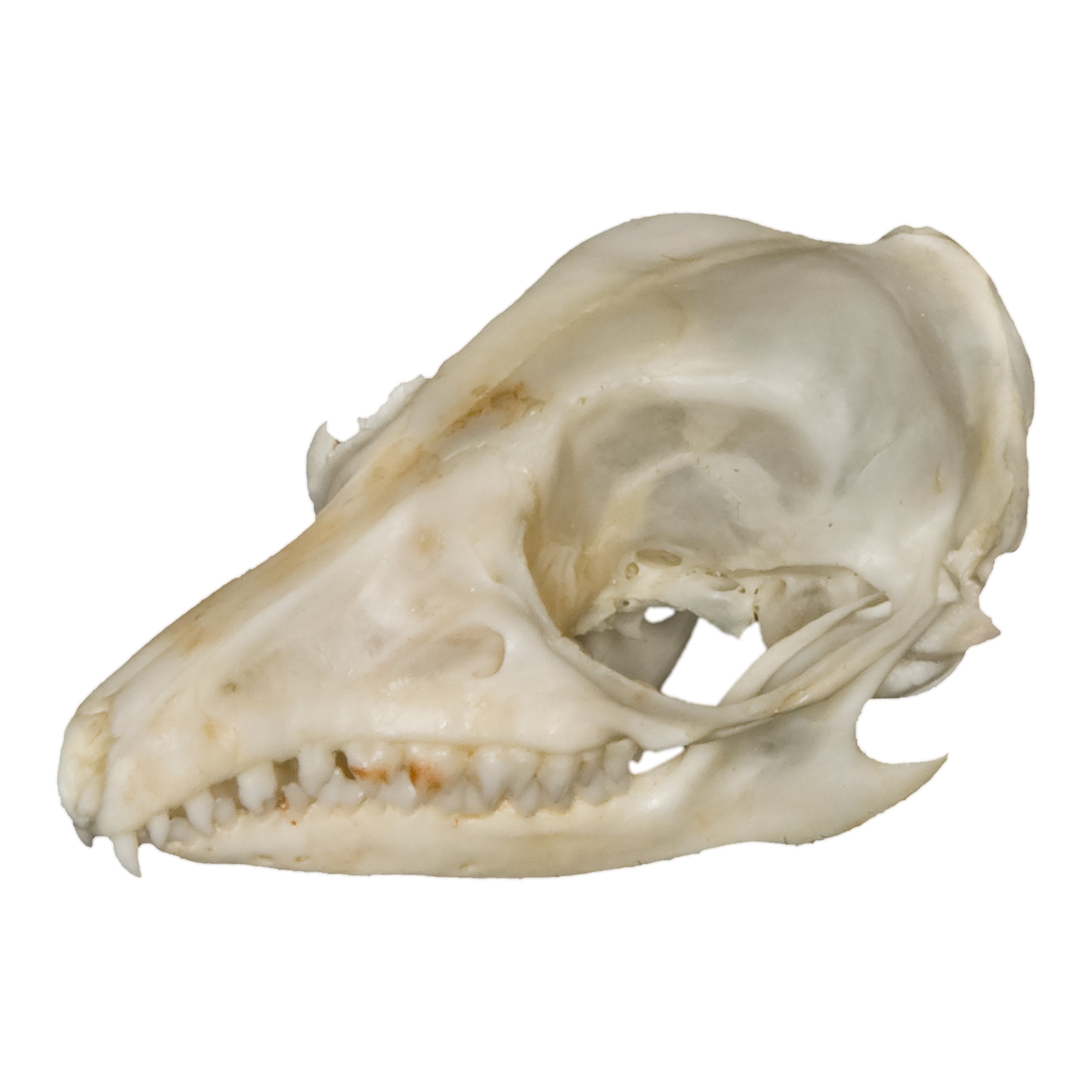 Authentic Real Rufous Elephant Shrew Skull Specimen - Taxidermy Oddity for Science Education, Gothic Decor & Natural History Collectors - Perfect for Classroom Display, Cabinet of Curiosities & Dark Academia Aesthetics
