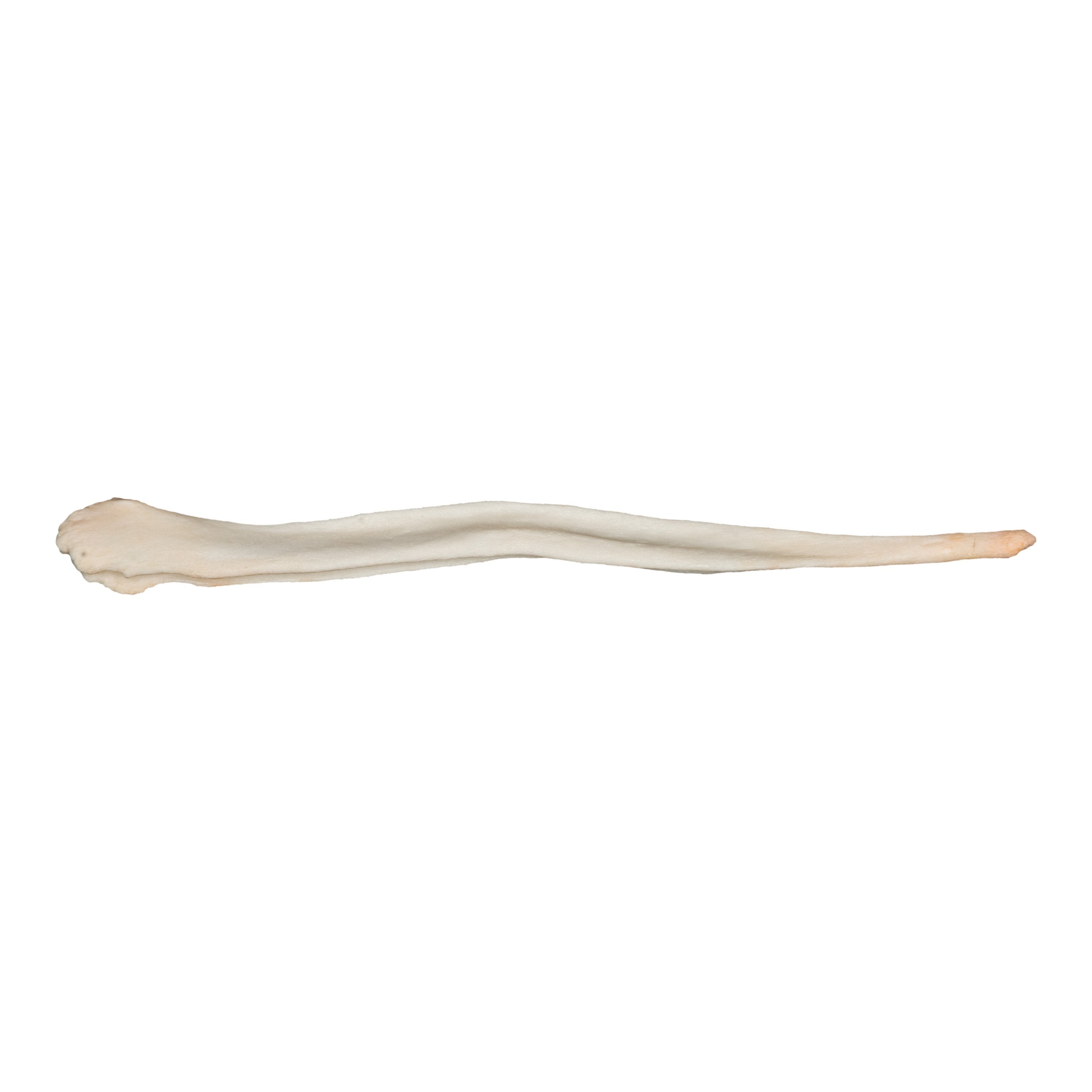 Premium Real Domestic Dog Baculum - Natural Chew Toy for Dogs, Training Aid & Dental Health - Perfect for Aggressive Chewers, Puppy Teething, and Outdoor Adventures