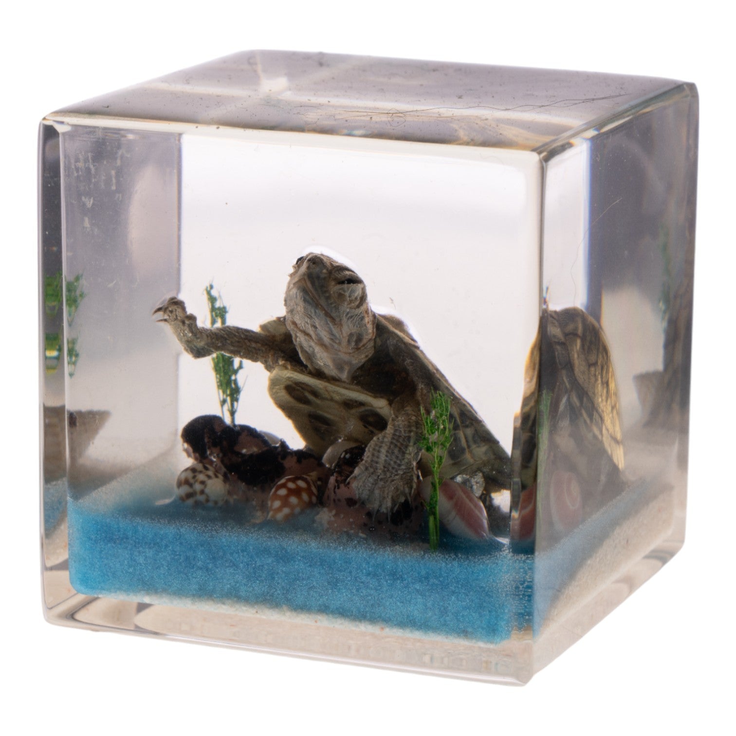 Realistic Turtle Figurine in Clear Acrylic Cube - Perfect for Home Decor, Office Desk Display, and Educational Science Collections