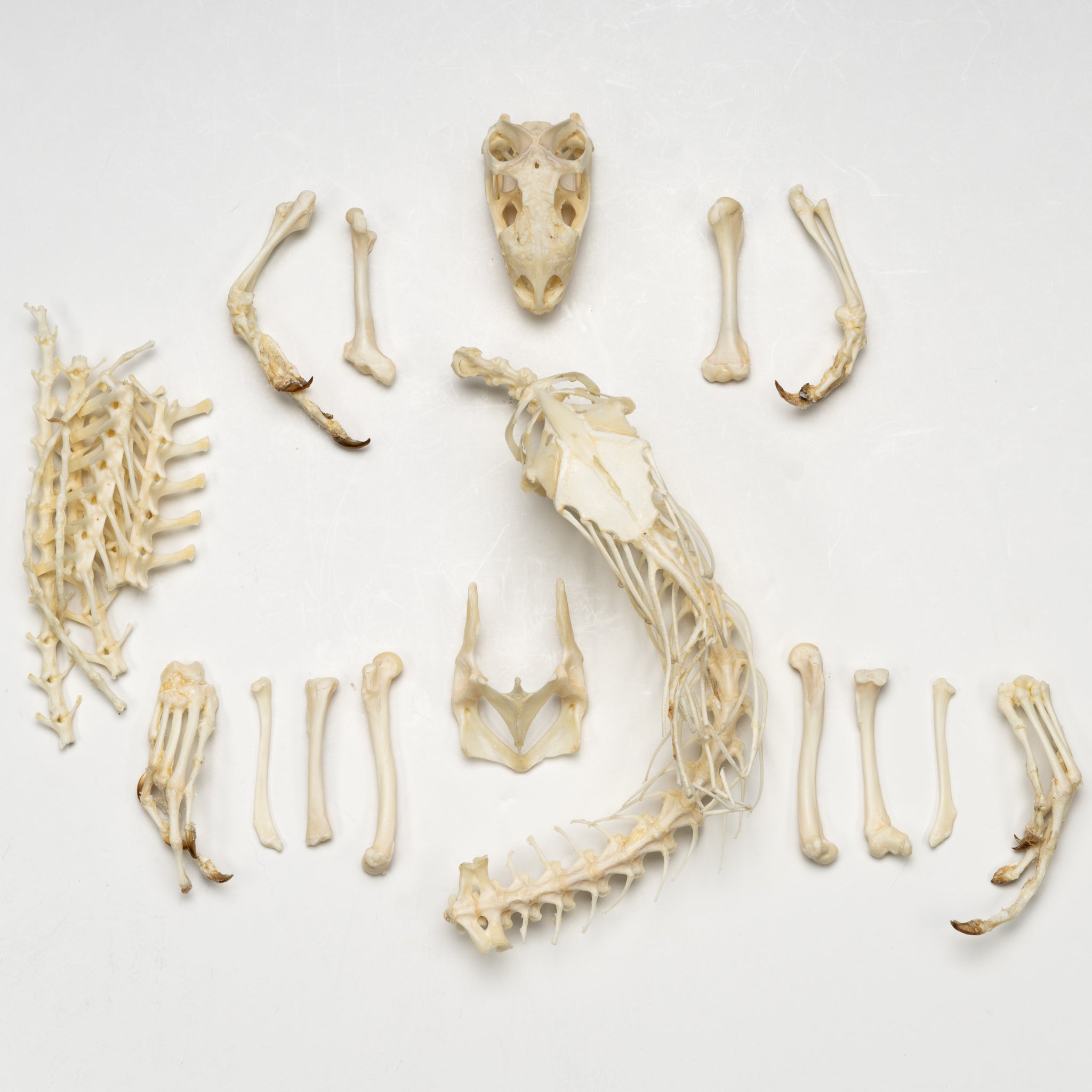 Real Green Iguana Skeleton Disarticulated Specimen - Perfect for Biology Study, Classroom Teaching & Halloween Decor