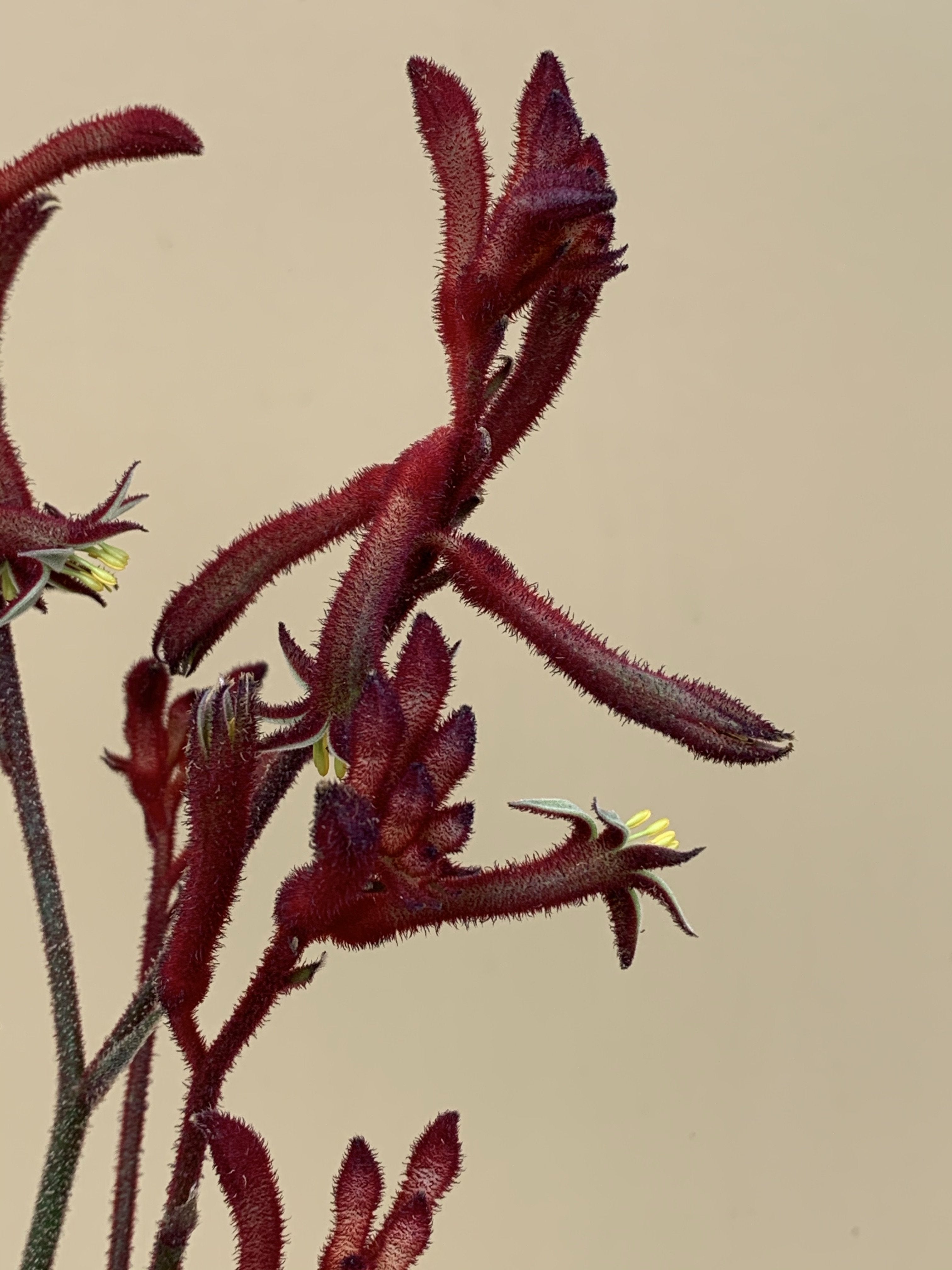 Anigozanthos 'Everlasting Red' Kangaroo Paw Plant - Vibrant Red Perennial Flower for Gardens, Landscaping & Cut Flower Arrangements | Drought-Tolerant & Attracts Hummingbirds