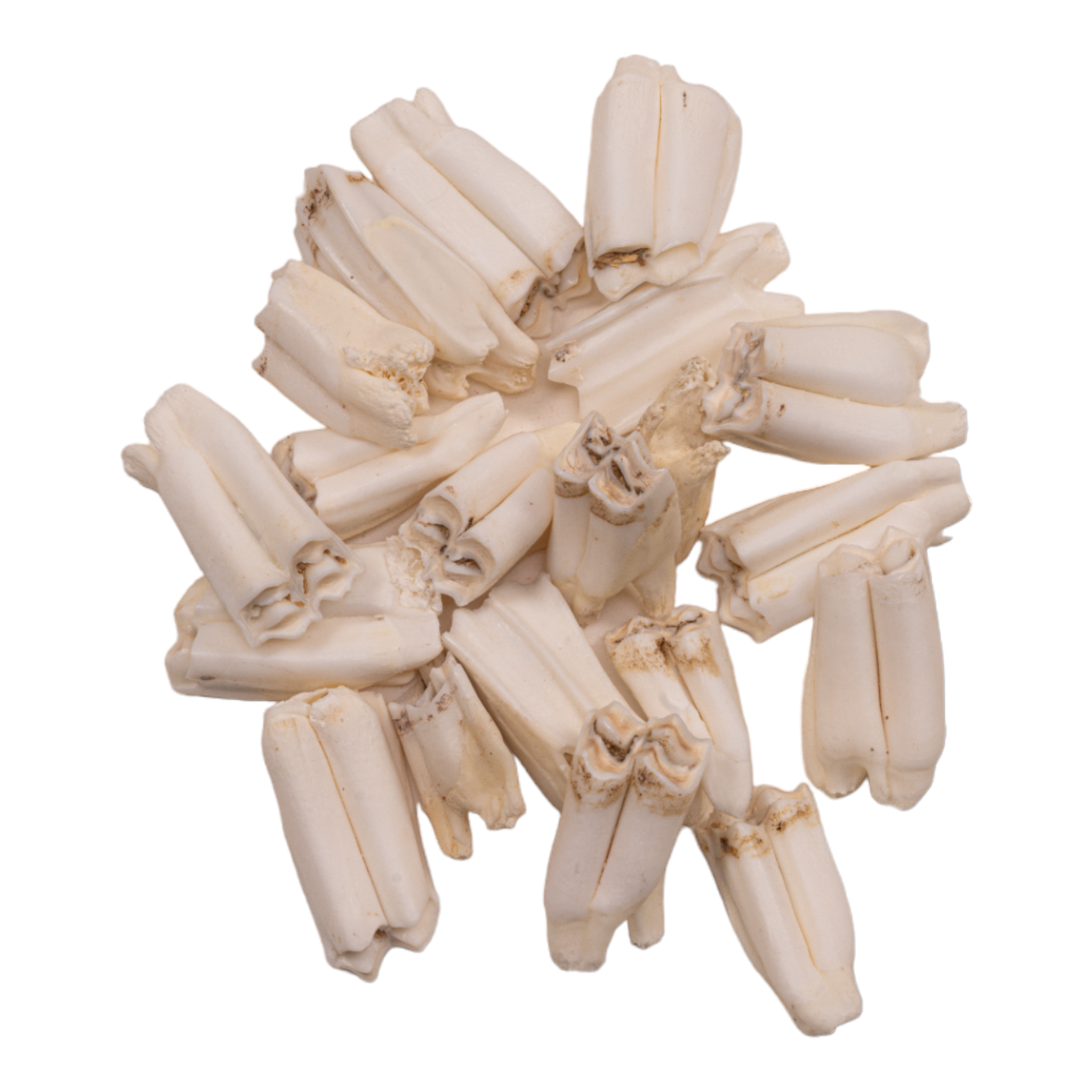 Authentic Springbok Tooth - Genuine African Wildlife Collectible for Taxidermy, Jewelry Making & Unique Home Decor