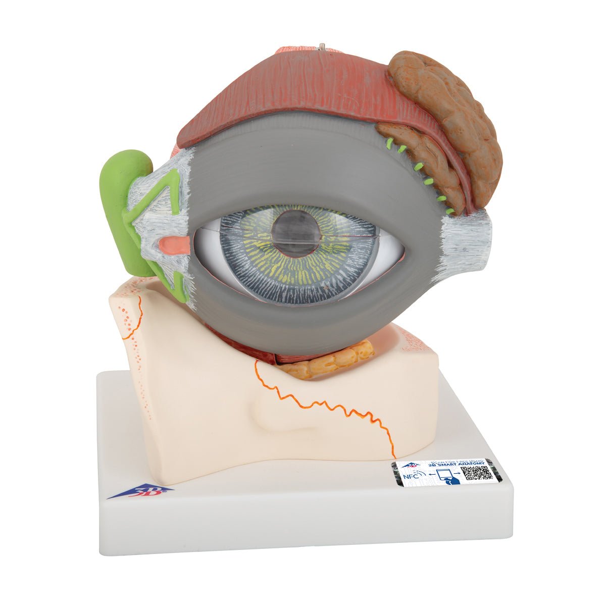 Giant Human Eye Anatomy Model - 5X Life Size, 8-Part Detachable for Medical Student Study & Classroom Demonstration | Perfect for Biology Labs, Science Education & Healthcare Training