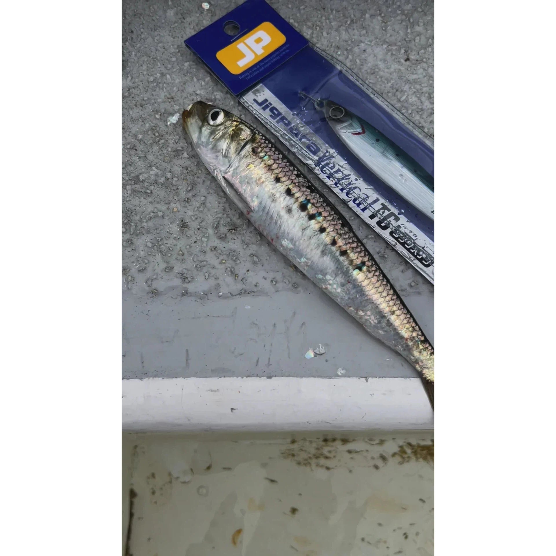 Major Craft JigPara Vertical Tungsten Jigs 180g - Premium Saltwater Fishing Lures for Deep Sea Jigging, Trolling & Ice Fishing - Perfect for Catching Tuna, Grouper & Snapper