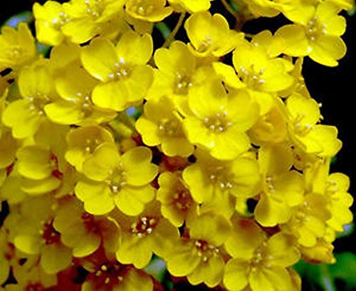 10 Pack Intense Yellow Flower Seeds - Dense Clusters of Tiny Blooms for Garden, Landscaping & Container Planting