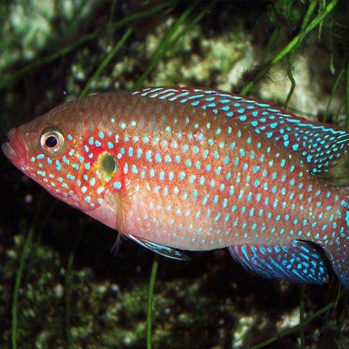 Jewel Cichlid (Hemichromis bimaculatus) - African Freshwater Aquarium Fish for Colorful Home Tanks & Aquascaping