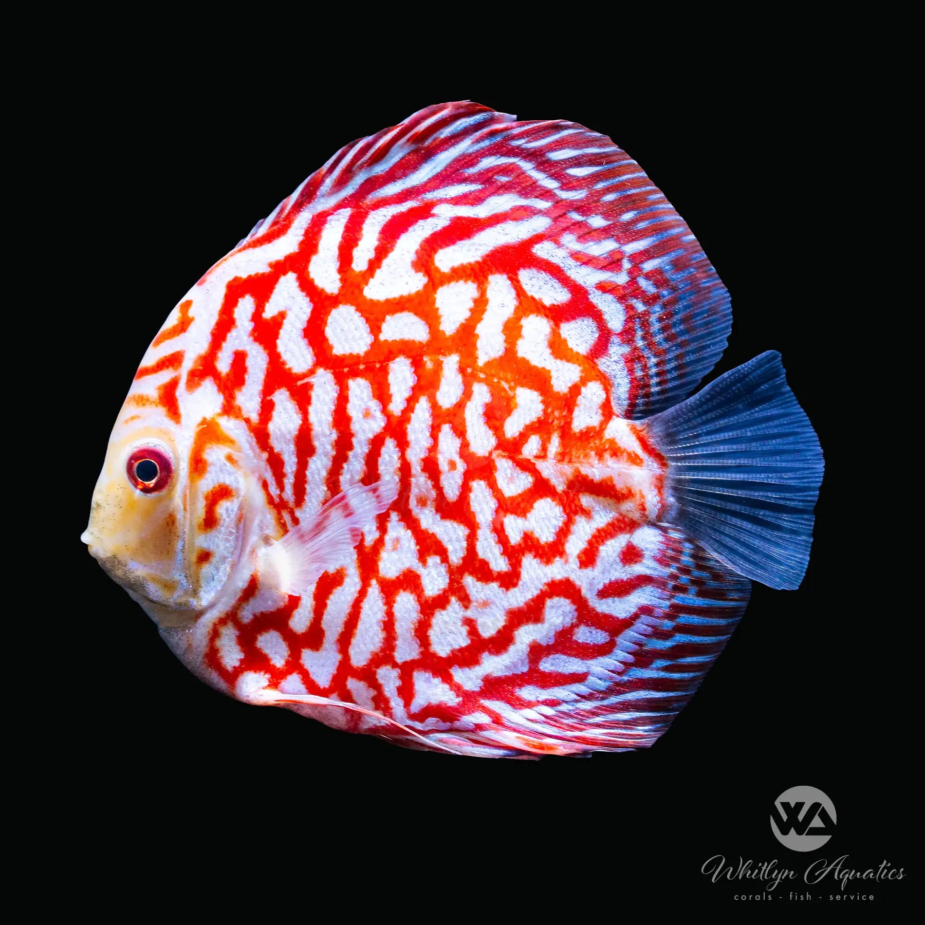 Premium Assorted Discus Fish (Symphysodon aequifasciatus) - Live Tropical Aquarium Fish for Freshwater Tanks, Aquascaping & Fish Keeping Enthusiasts