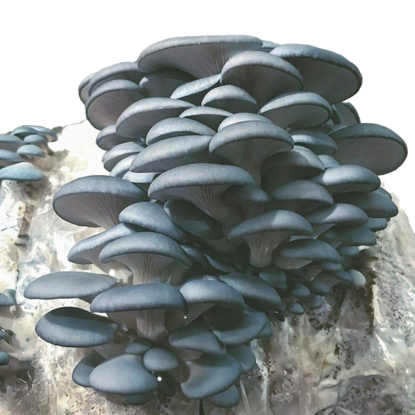 Premium Blue Oyster Mushroom Grow Kit (5lbs) - Midwest Grow Kits for Home Cultivation | Fresh Gourmet Mushrooms for Cooking, Gardening & Sustainable Living