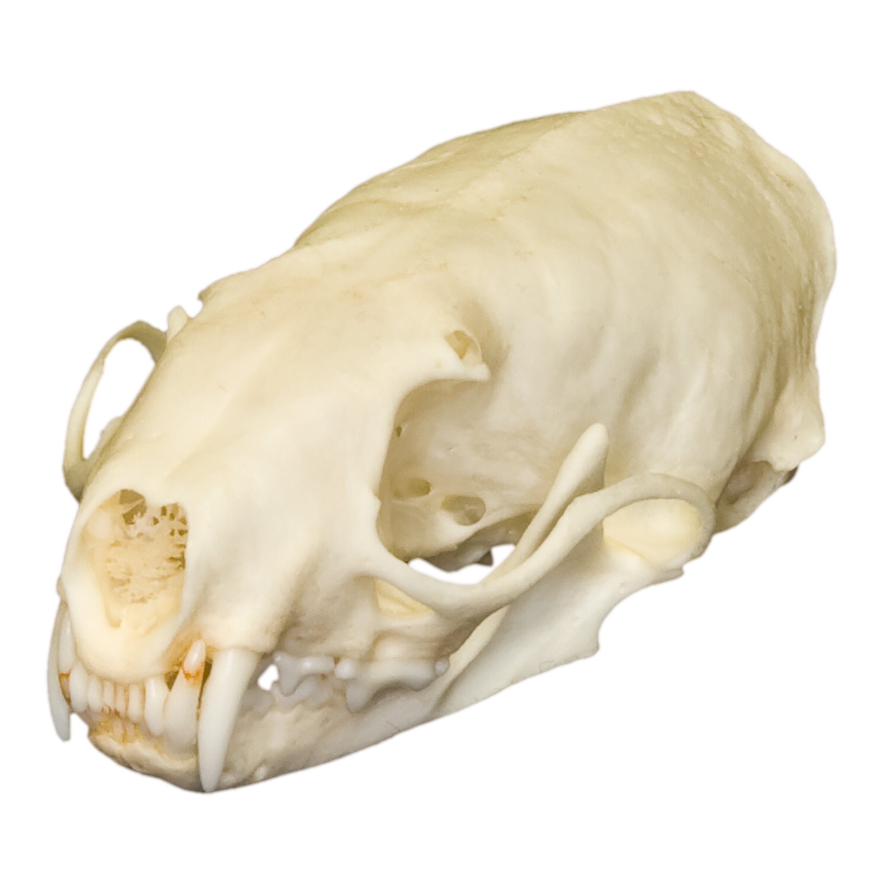 Authentic Real Weasel Skull Specimen - Taxidermy Oddity for Science Education & Gothic Decor - Perfect for Biology Classrooms, Horror Collections & Halloween Displays