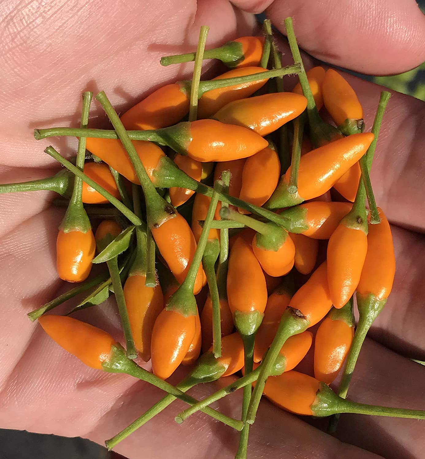 MITRAEE Yellow African Pequin Birds Eye Heirloom Pepper Premium Seeds - 100pcs/Packet - Perfect for Home Gardening, Hot Sauce Making & Spicy Food Lovers