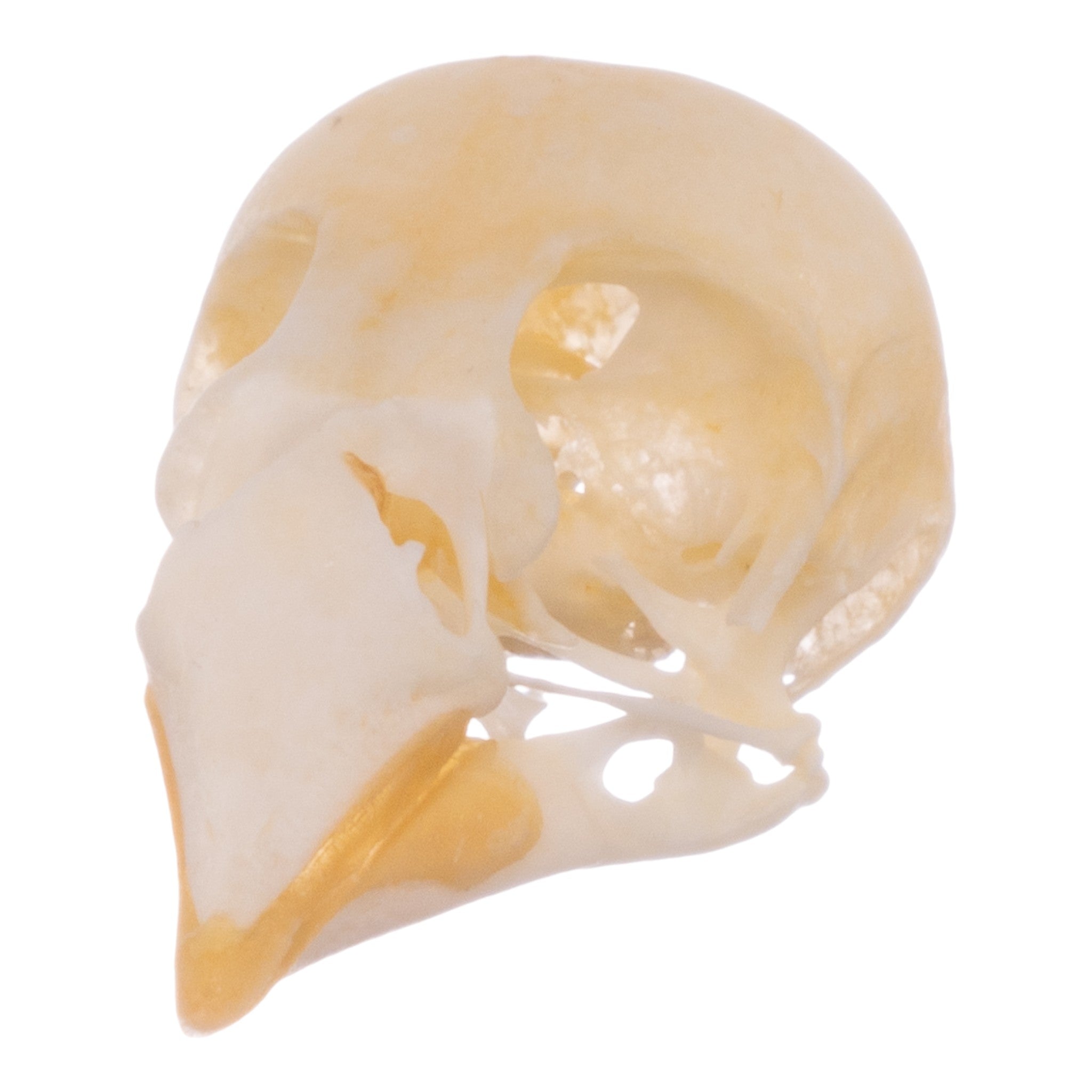 Real Zebra Finch Skull - Authentic Bird Skull Specimen for Taxidermy, Science Education & Gothic Decor | Perfect for Collectors, Biology Classrooms & Dark Aesthetic Displays
