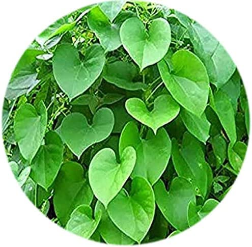 Organic ZANTO Seenthal Kodi/Guduchi Powder (100g) - Pure Tinospora Cordifolia Supplement for Immunity Boost & Detox - Perfect for Ayurvedic Tea, Smoothies & Wellness Routines