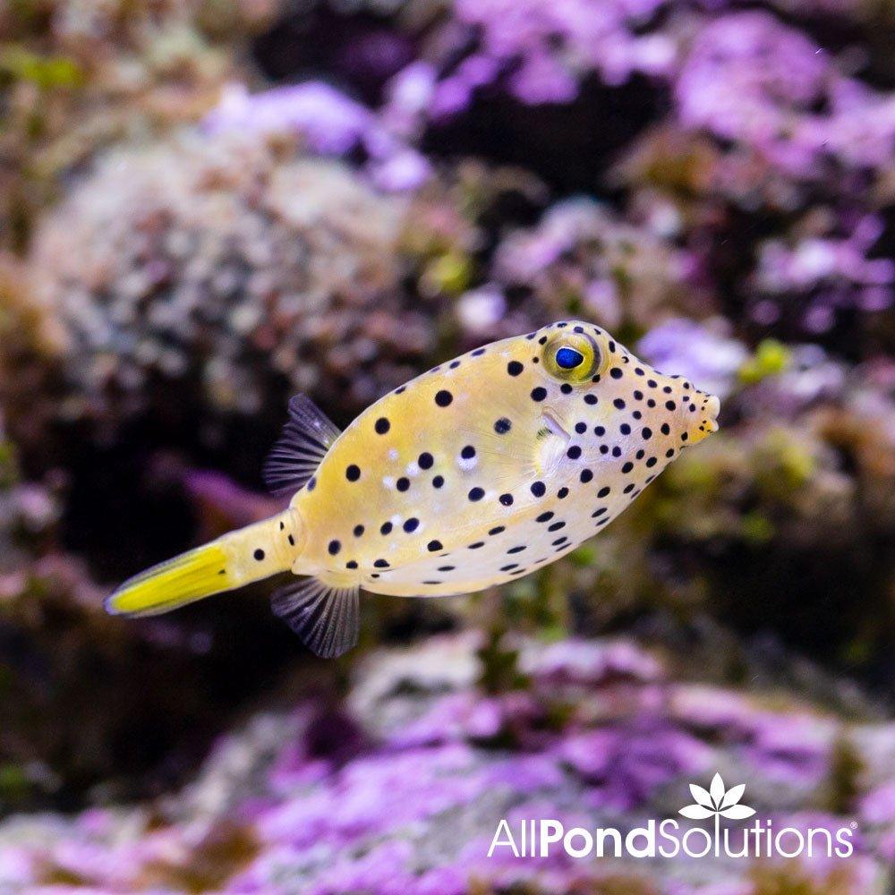 Yellow Boxfish (Ostracion cubicus) - Large Size for Saltwater Aquariums | Perfect for Marine Fish Tanks & Reef Setups