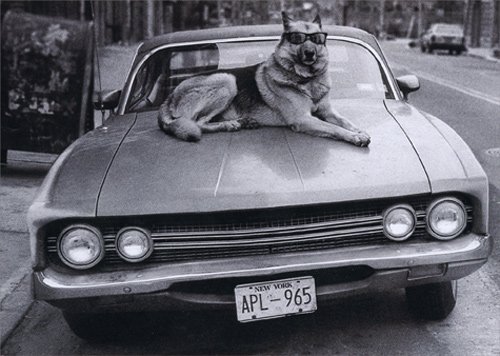 Funny German Shepherd Birthday Card - Dog on Car Hood Design - Perfect for Pet Lovers & Humor Gifts (Birthday, Greeting Cards, Dog Owner Gifts)