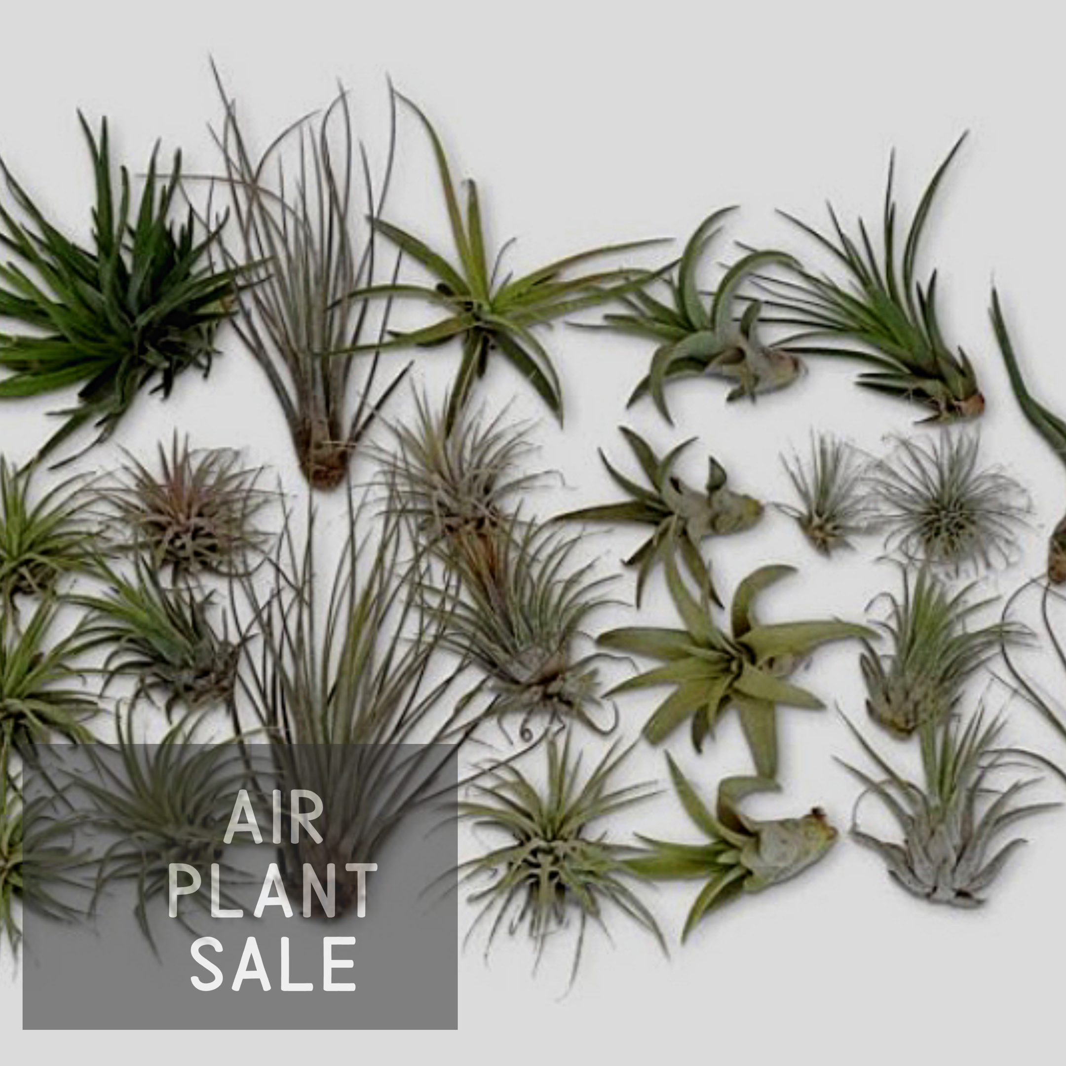 Small Air Plants for Home & Office Decor - Low Maintenance Indoor Plants for Terrariums, Wall Displays & Gifts