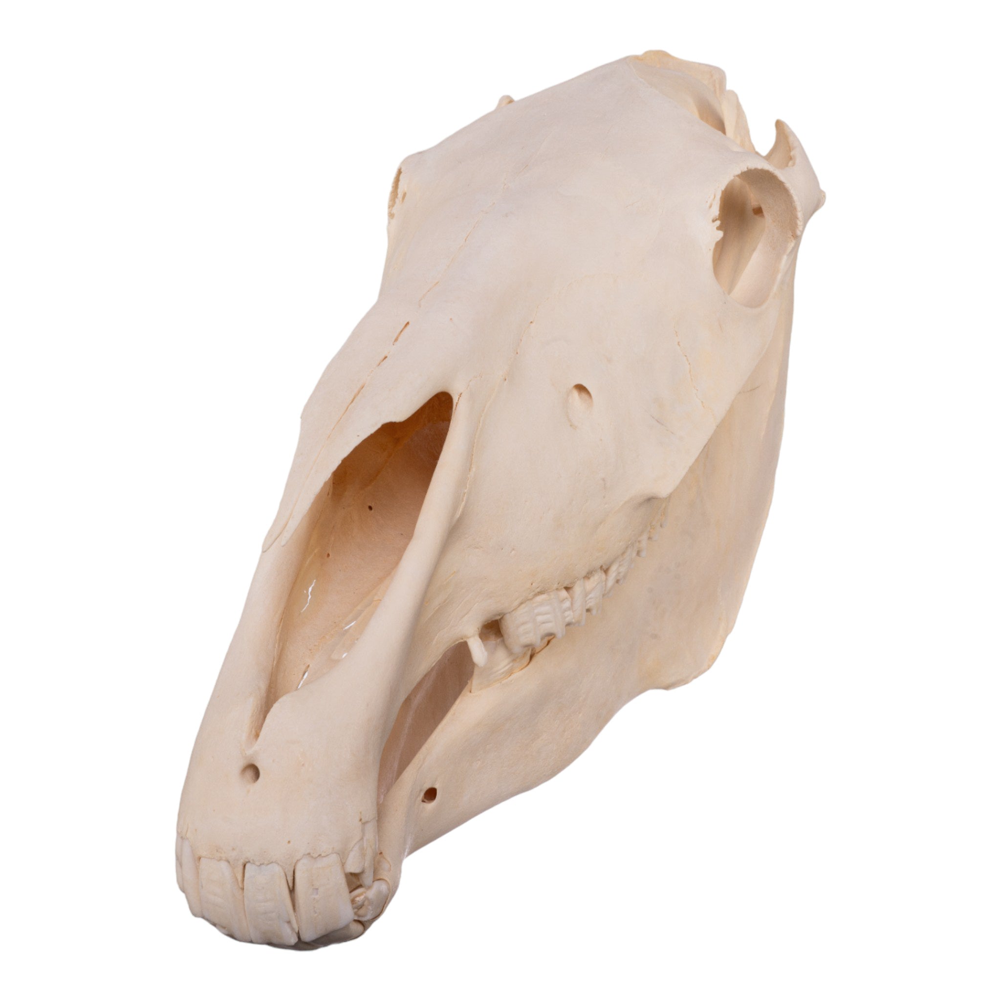 Real Horse Skull - Authentic Animal Bone Specimen for Taxidermy, Gothic Decor, and Educational Use | Perfect for Halloween, Oddity Collectors, and Science Classrooms