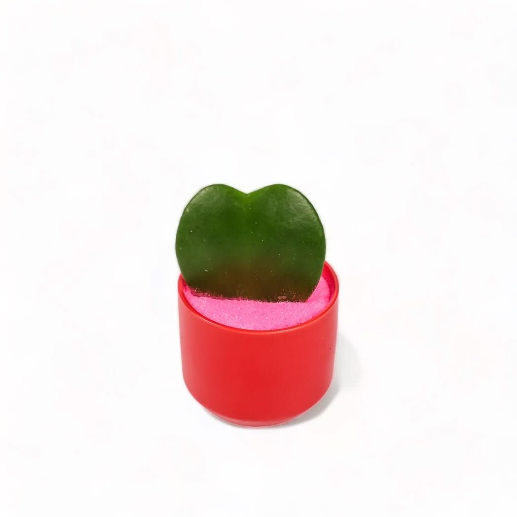 Petite Pink Hoya Plant - Live Indoor Hanging Basket Houseplant for Home Decor, Office & Gift Giving | Easy Care Tropical Succulent with Pink Flowers
