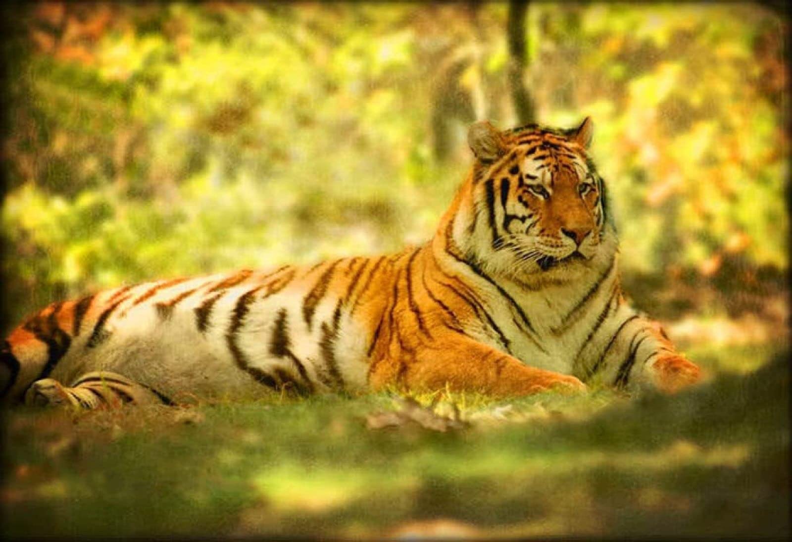 1000 Piece Tiger Wildlife Photography Jigsaw Puzzle for Adults - Animal Nature Landscape Puzzle Game, 38x26cm - Perfect for Family Bonding, Thanksgiving Gifts & Home Decor