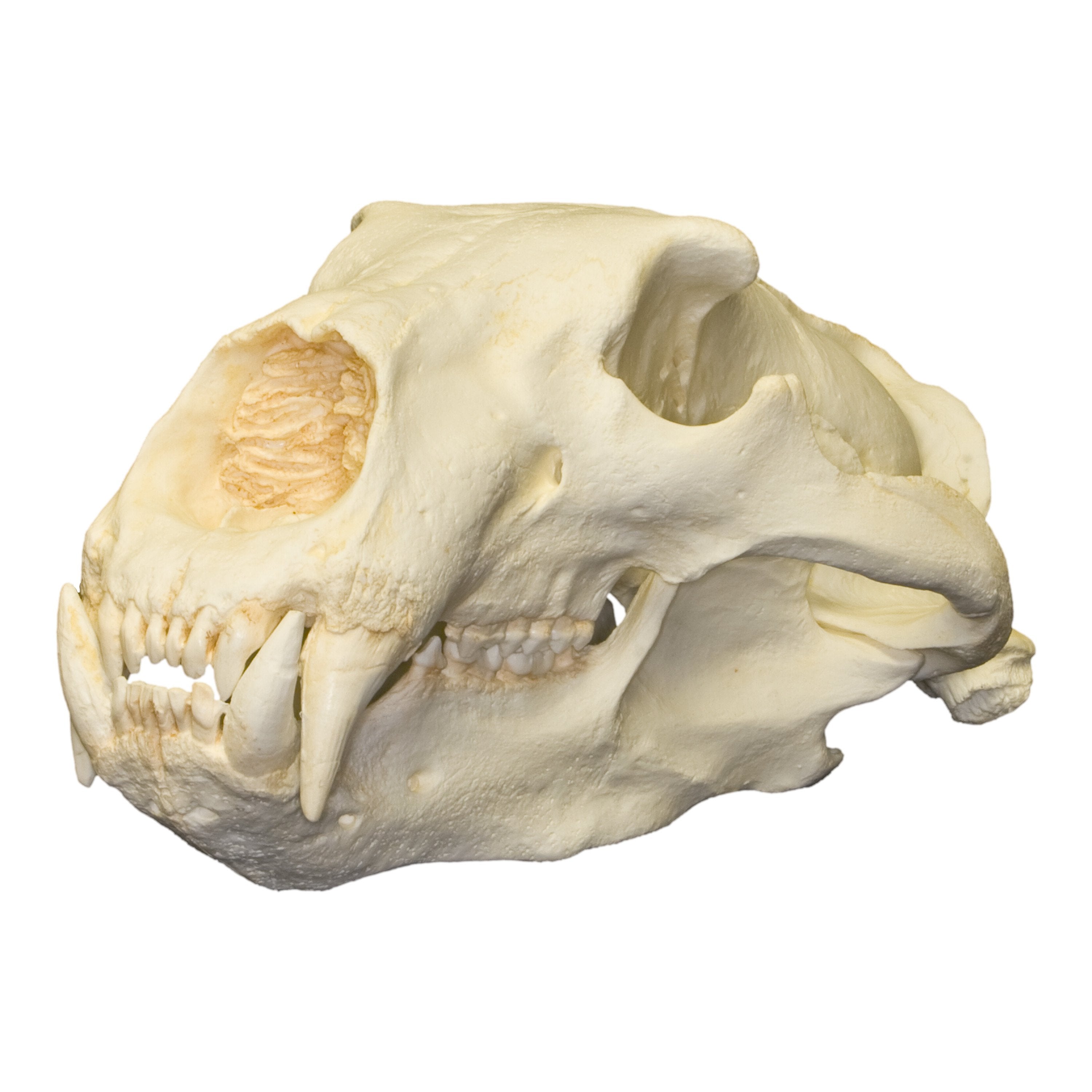 Realistic Polar Bear Skull Replica - Lifelike Animal Skull Model for Home Decor, Halloween Props, Educational Display & Taxidermy Art