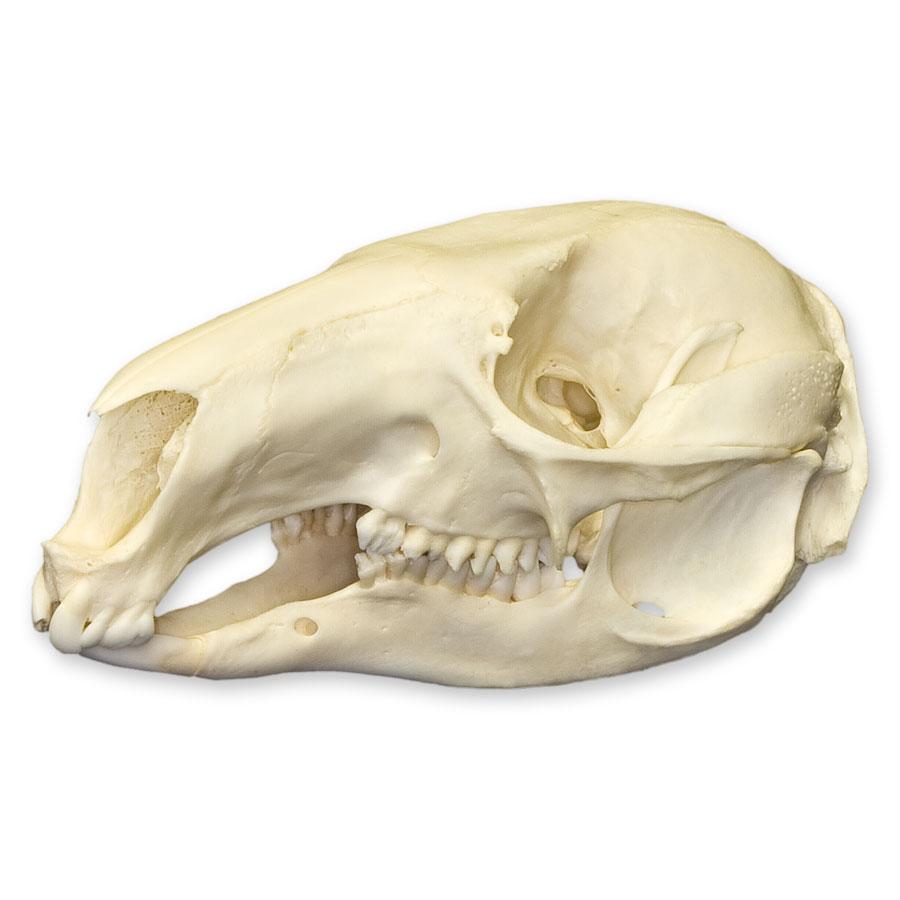 Authentic Red-Necked Wallaby Skull - Rare Collectible Specimen for Science Education, Taxidermy, and Home Decor