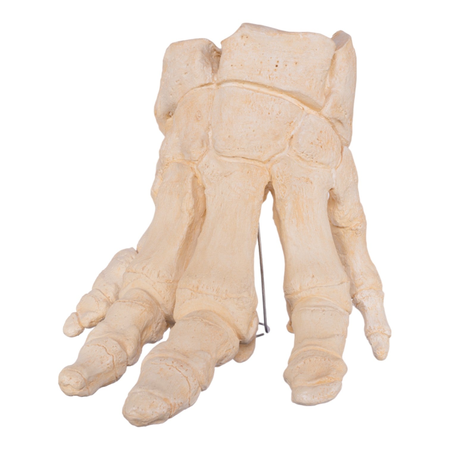 Authentic African Elephant Foot Replica - Handcrafted Home Decor & Unique Gift for Wildlife Enthusiasts | Perfect for Safari-Themed Rooms, Office Decor, and Collector Displays