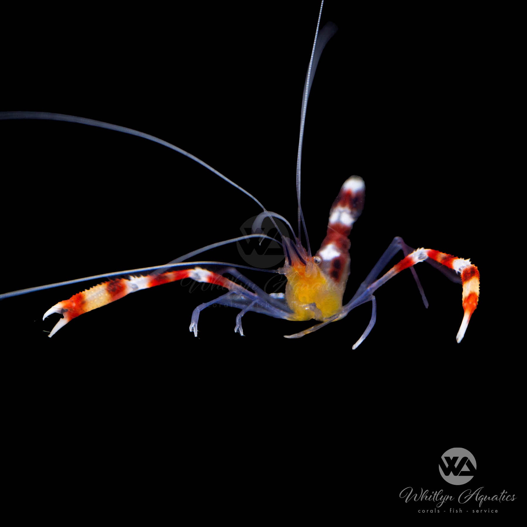 Premium Gold Coral Banded Boxer Shrimp (Stenopus tenuirostris) - Saltwater Aquarium Cleaner for Reef Tanks & Marine Ecosystems