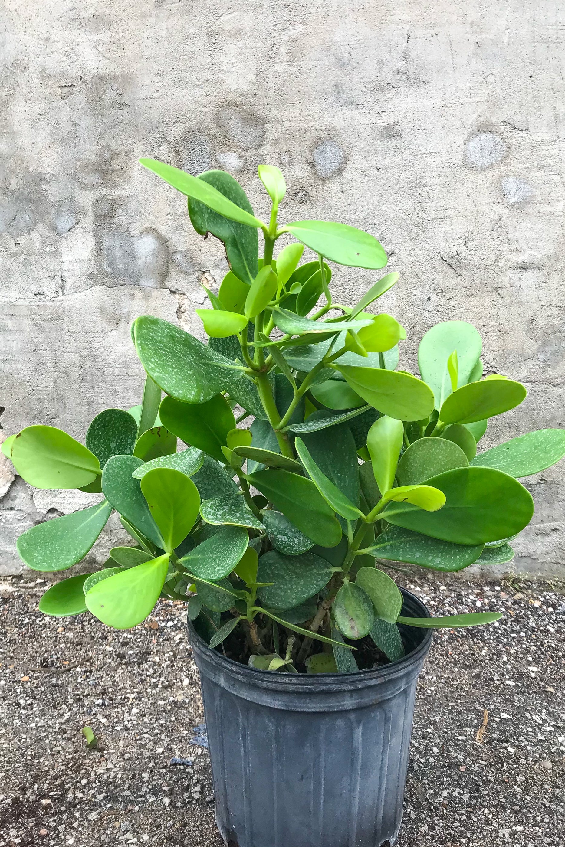 Clusia Rosea - 10