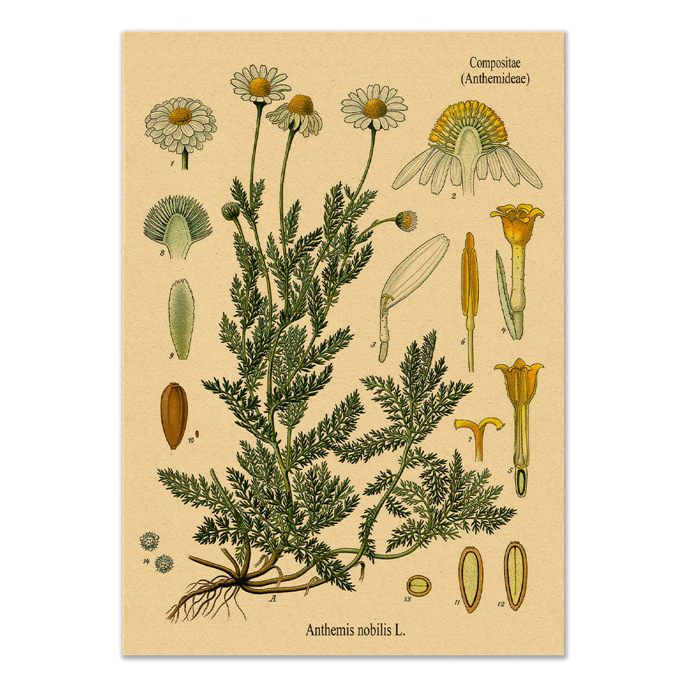Premium Chamomile Kraft Paper Poster - Natural Aesthetic Wall Art for Home, Office & Cafe Decor | Perfect for Boho, Farmhouse & Rustic Interior Design