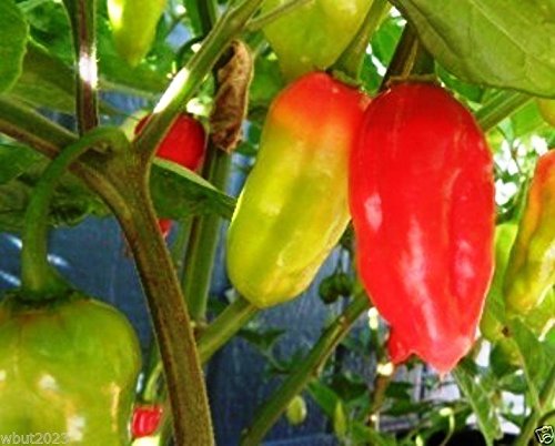 Ecuadorian Devil's Breath Super Hot Chili Pepper Seeds - Capsicum Chinense - 25 Seeds for Planting, Extreme Heat for Cooking, Sauces, and Spicy Recipes