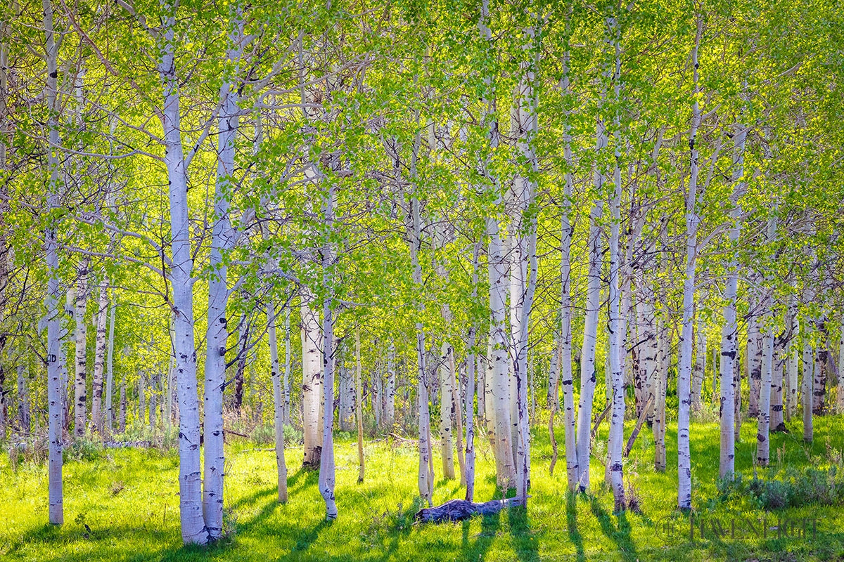 Early Morning Light in the Wasatch Backcountry - Stunning Digital Art Print for Home & Office Decor | Nature Landscape Wall Art for Living Room, Bedroom