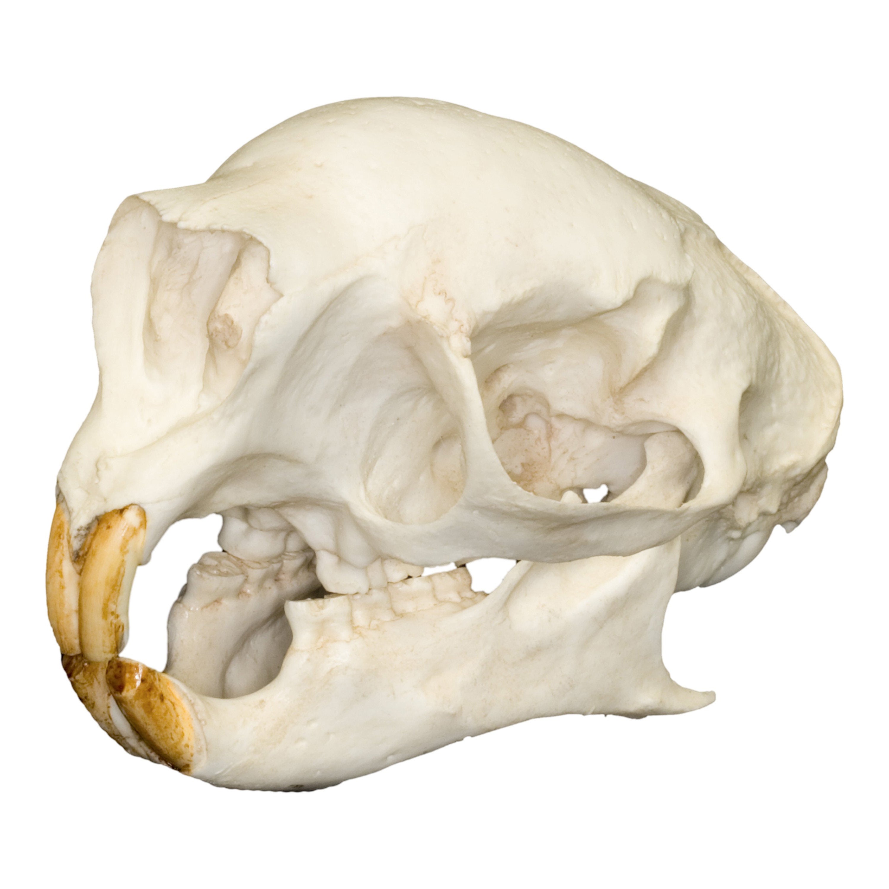Authentic Replica Prehensile-Tailed Porcupine Skull - High-Quality Educational Specimen for Biology Study, Animal Skull Collection & Home Decor